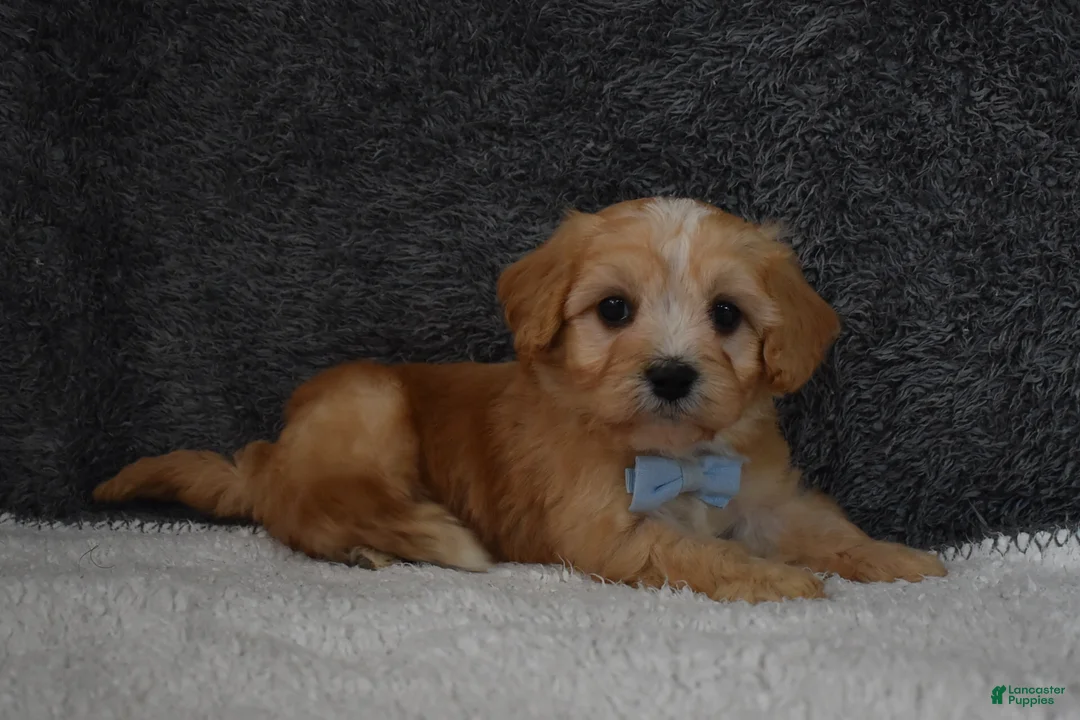 Cavachon dogs for sale: Pirate  - Ad 5