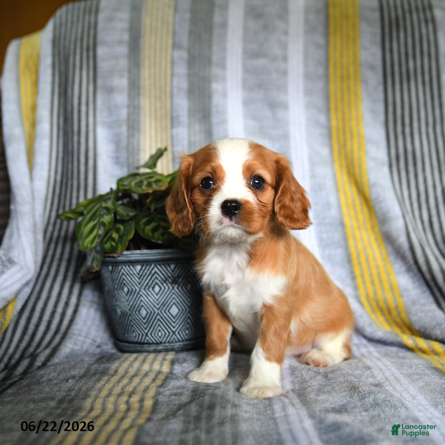 Cavalier King Charles Spaniel dogs Jason - Ad 1