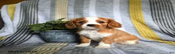 Cavalier King Charles Spaniel dogs for sale: Jason - Ad 1