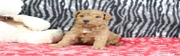 Mini Goldendoodle dogs for sale: Marshall - Ad 4