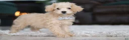 Schnoodle dogs for sale: Bruno - Ad 8