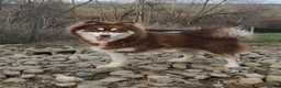 Pomsky dogs for sale: Fiona - Ad 6