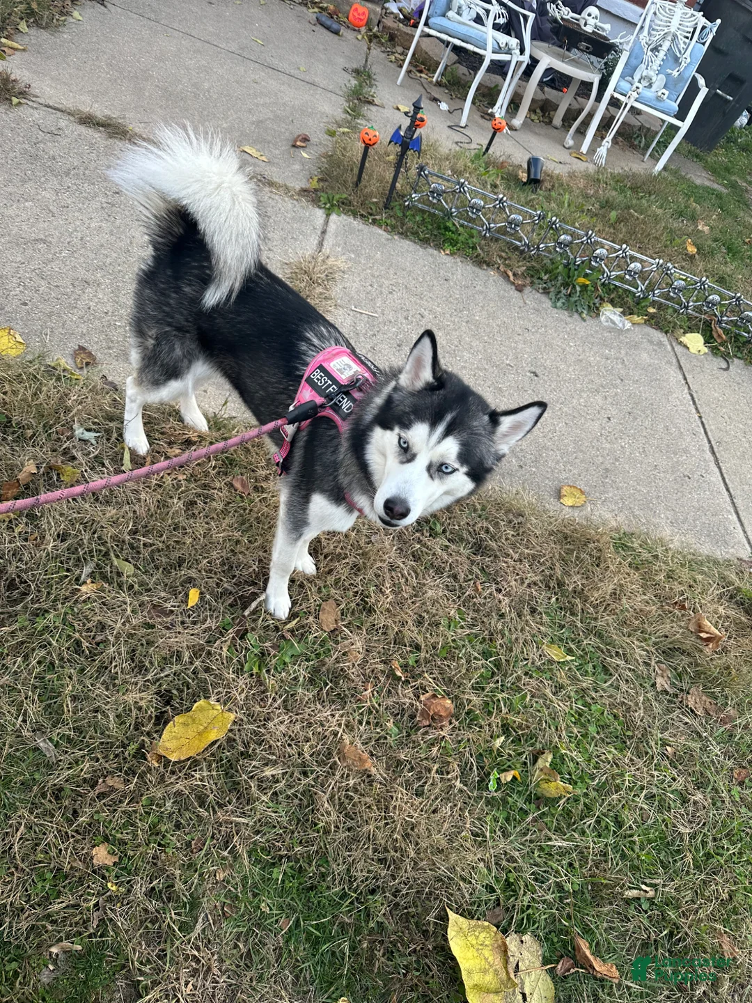 Siberian Husky dogs for sale:  Red - Ad 2