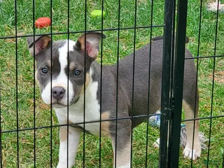 American Bully dogs American Bully 5 - Ad 2