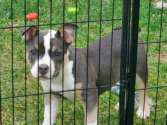 American Bully dogs for sale: American Bully 5 - Ad 2