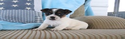 Jack Russell Terrier dogs for sale: Simon - Ad 3