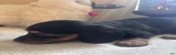 Dachshund dogs for sale: Faith-Long Hair - Ad 5