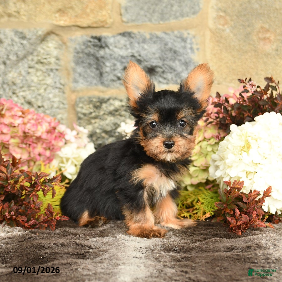 Yorkshire Terrier dogs Nelson - Ad 2