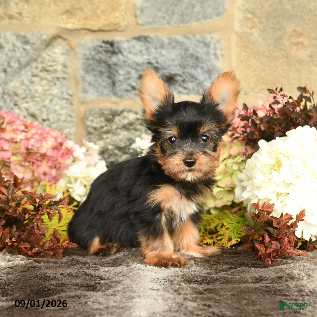 Yorkshire Terrier dogs for sale: Nelson - Ad 2