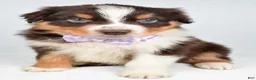 Australian Shepherd dogs for sale: Balia  - Ad 9