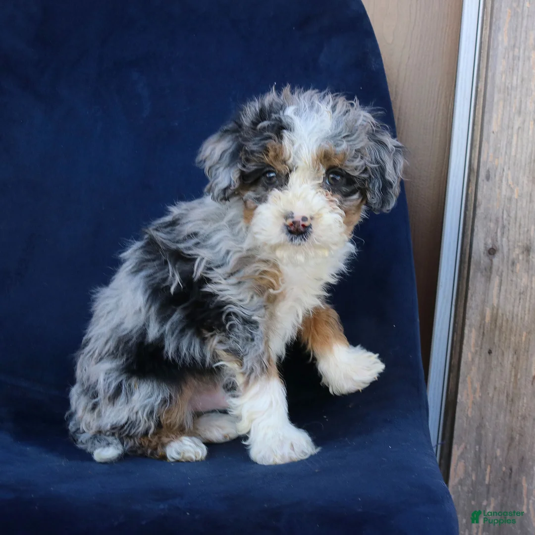 Mini Bernedoodle dogs for sale: Franklin  - Ad 2
