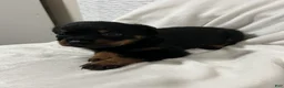 Rottweiler dogs for sale: tiny  - Ad 5