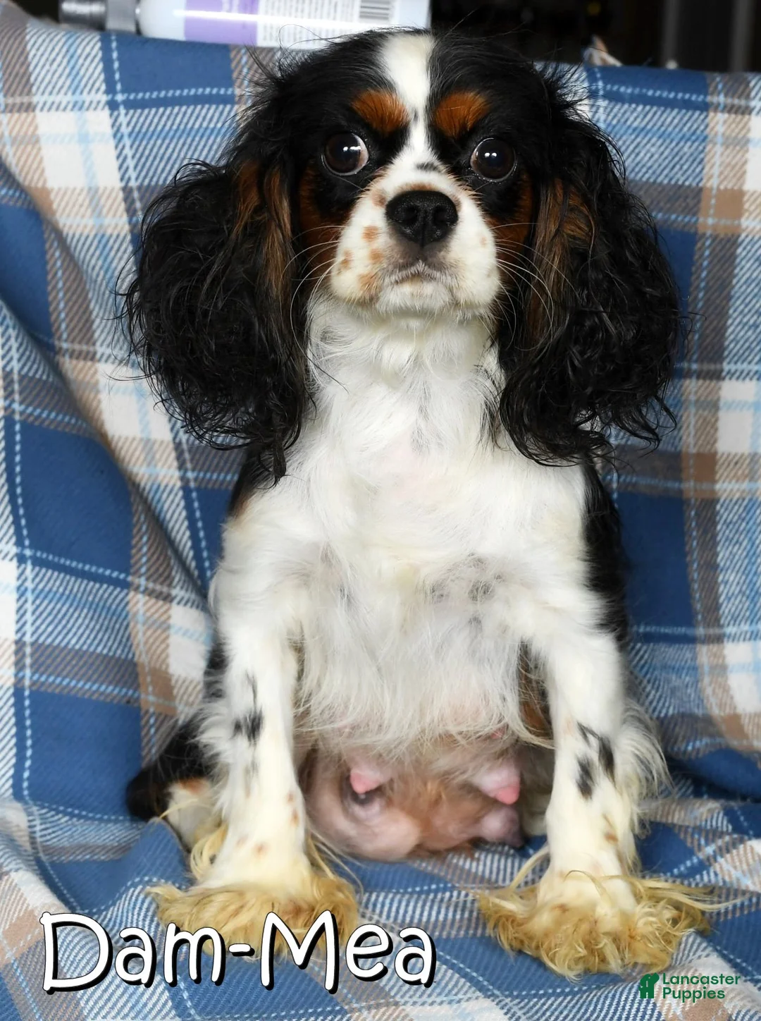 Cavalier King Charles Spaniel dogs for sale: Cody - Ad 7