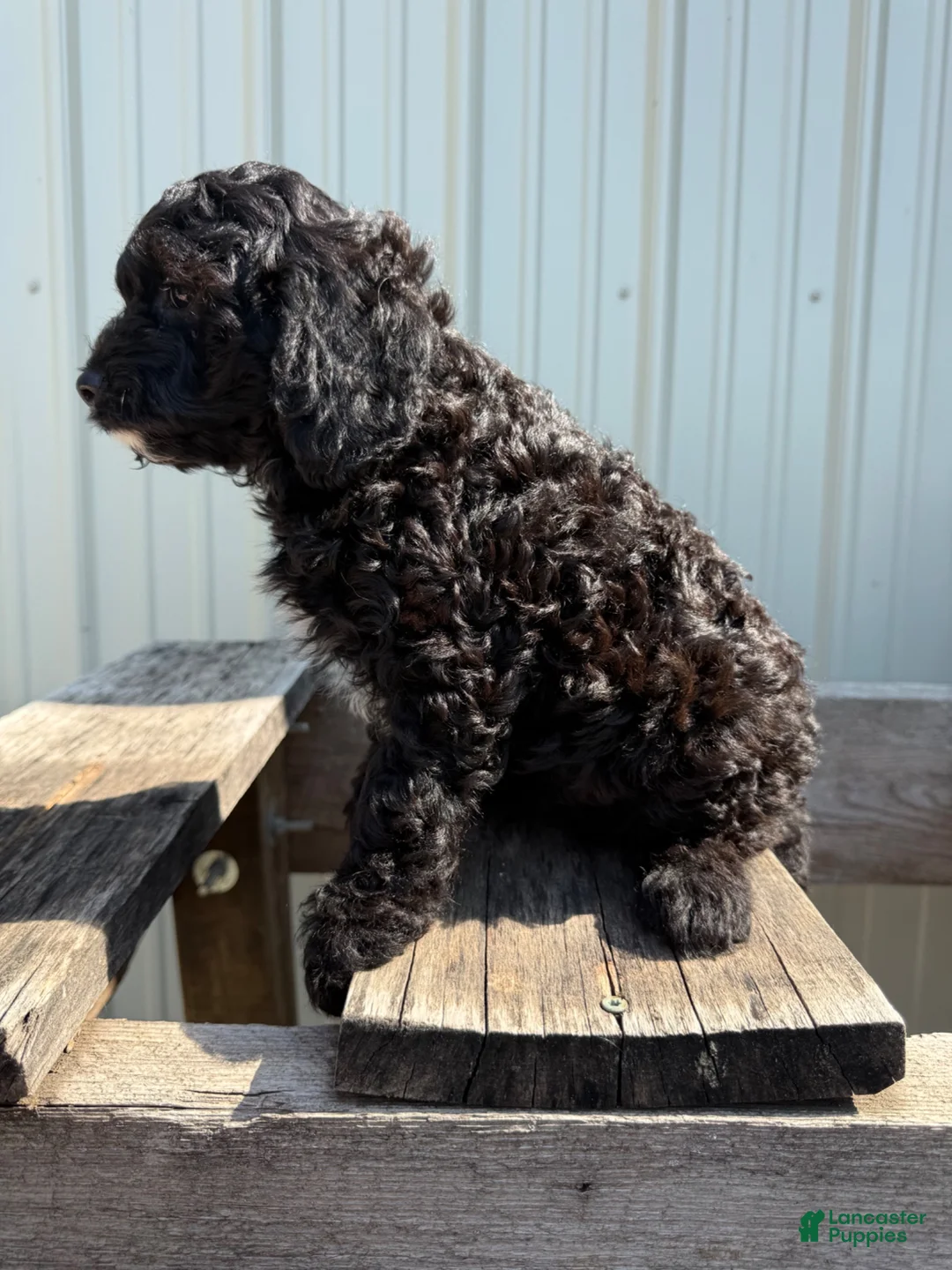 Cavapoo dogs for sale: Tommie - Ad 2