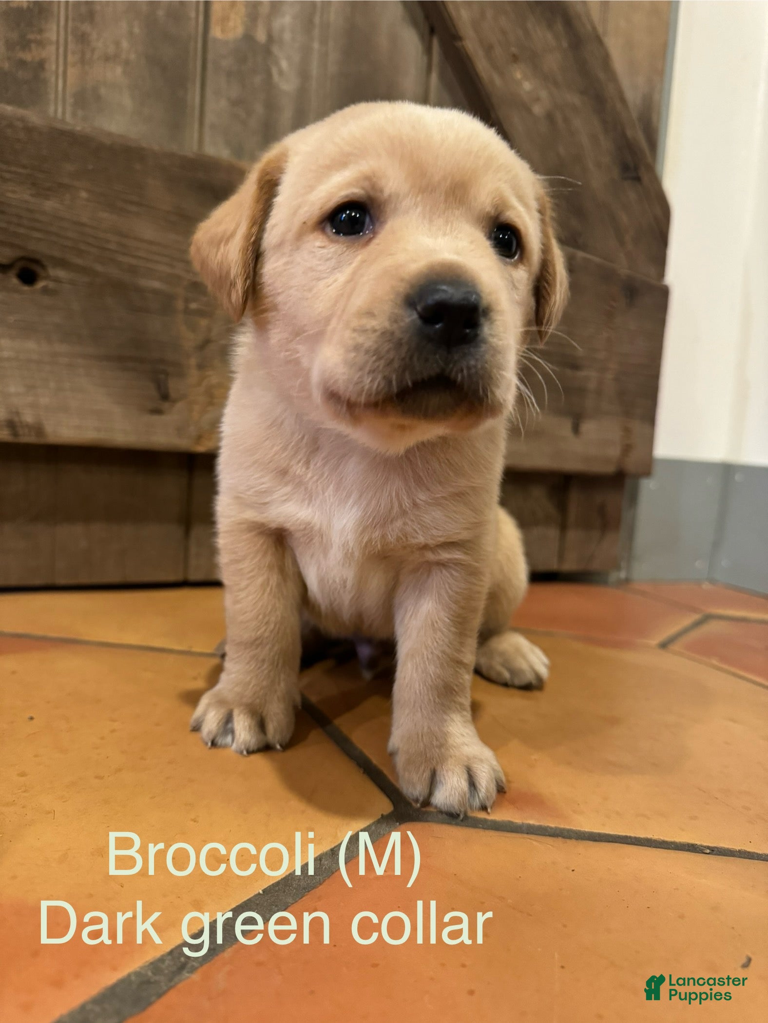 Labrador Retriever dogs Broccoli- dark green collar - Ad 23