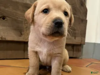 Labrador Retriever dogs Broccoli- dark green collar - Ad 23