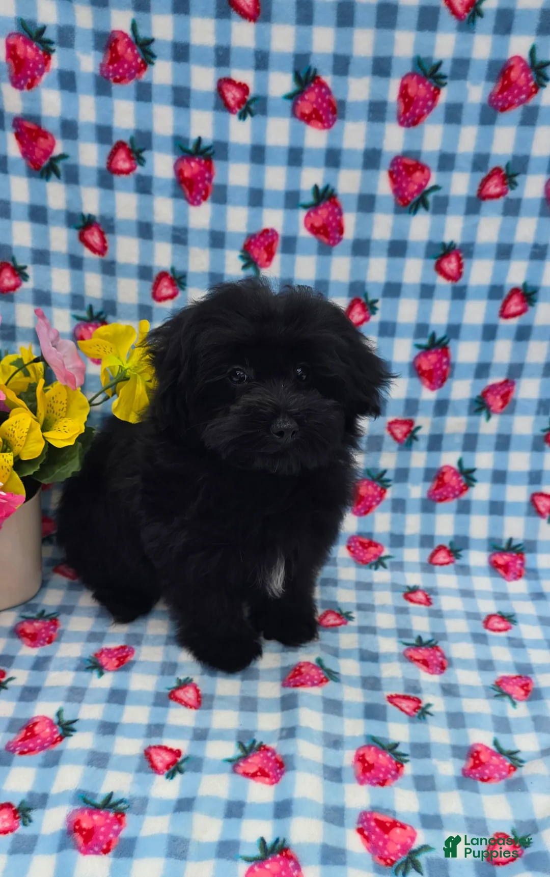 Maltipoo dogs for sale: Kaymoi  - Ad 5