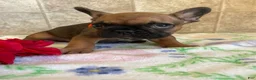French Bulldog dogs for sale: Jerry - Ad 2