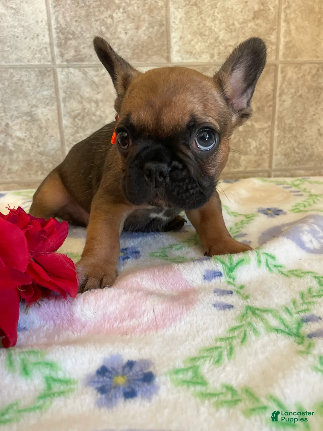 French Bulldog dogs for sale: Jerry - Ad 2