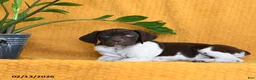 German Shorthaired Pointer dogs for sale: Brandy - Ad 5