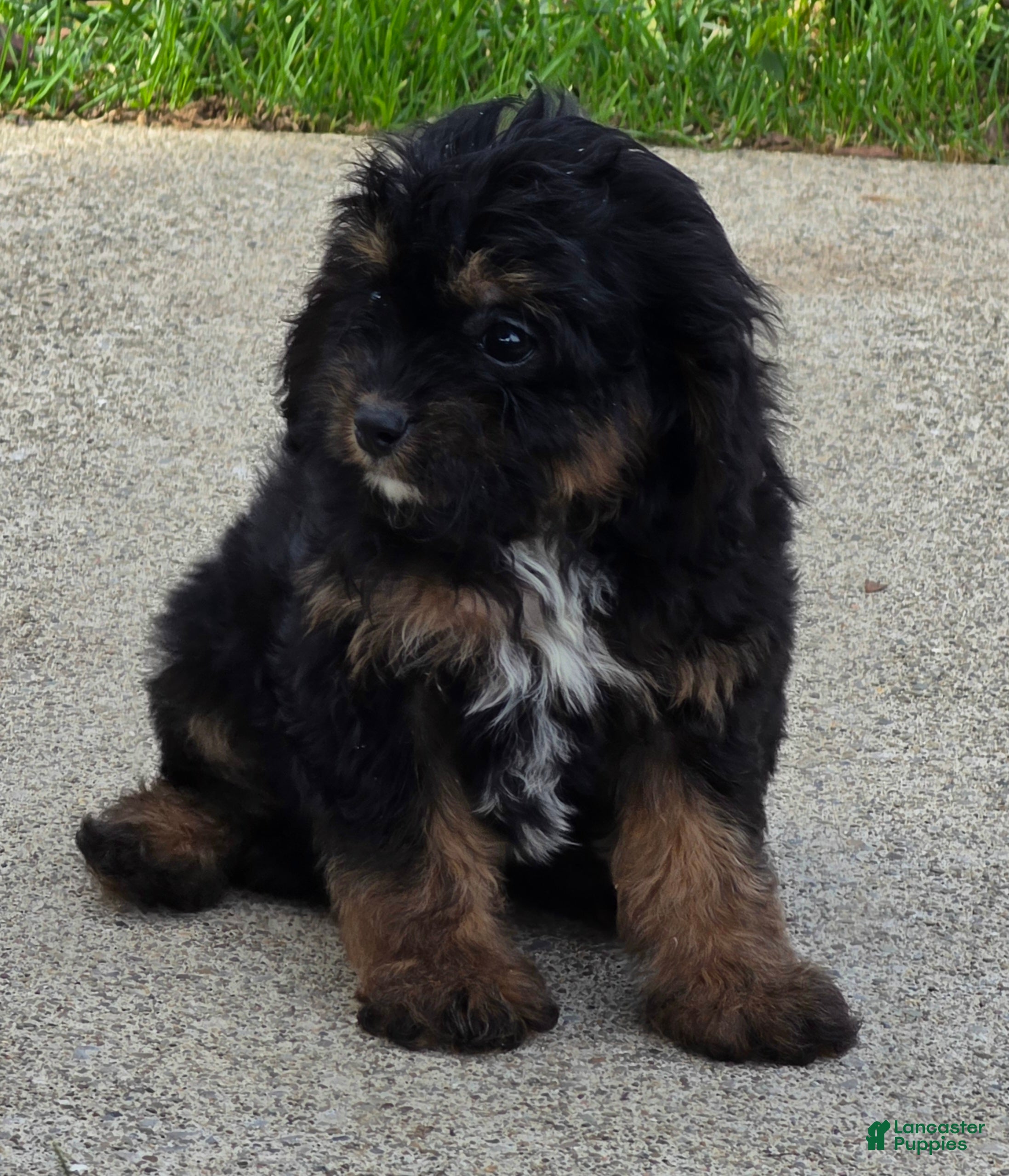 Cavapoo dogs for sale: Rio - Ad 1