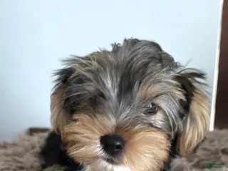 Yorkshire Terrier dogs for sale: Pauly - Ad 2