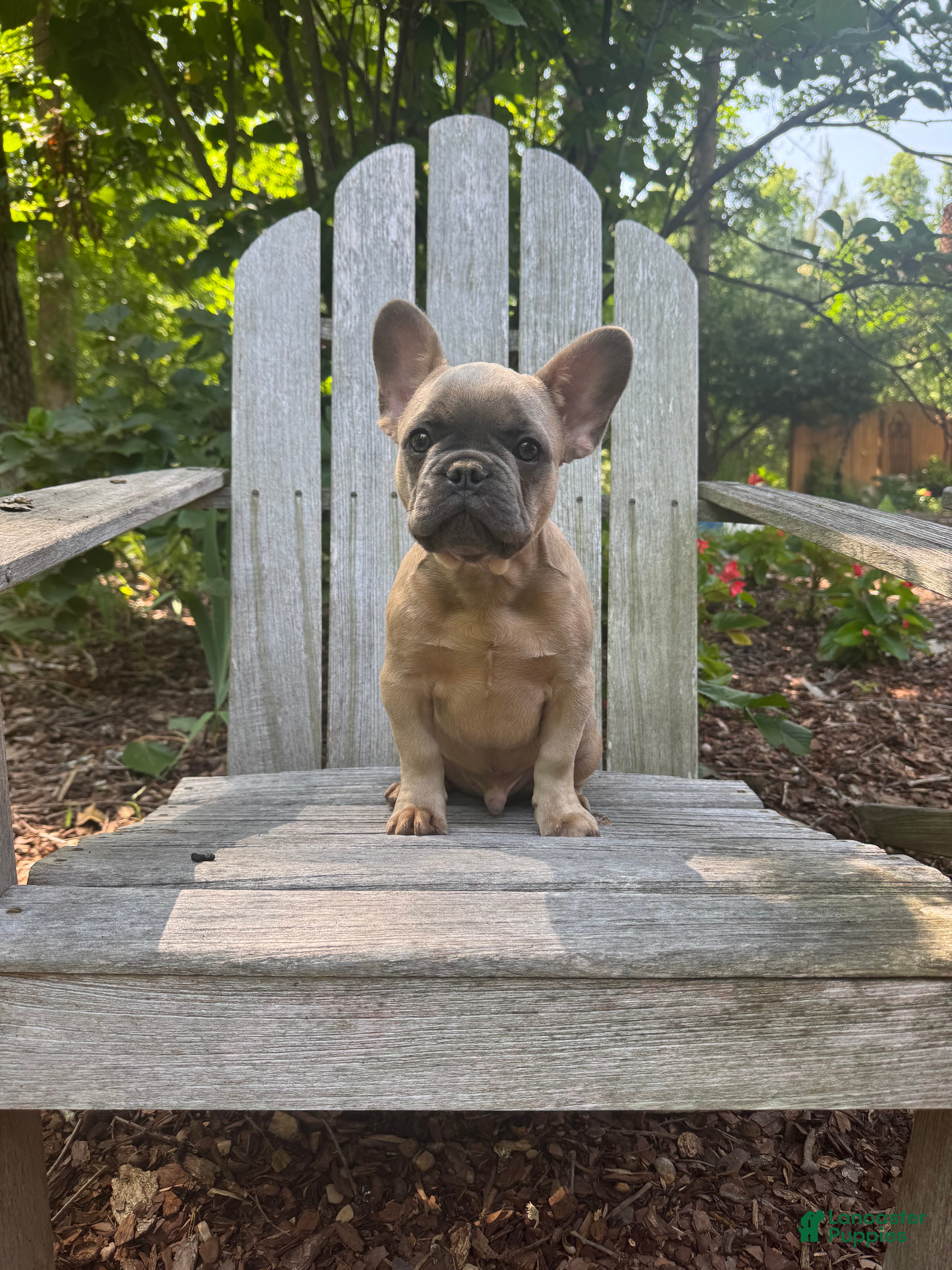 French Bulldog dogs French Bulldog 1 - Ad 5