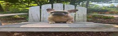 French Bulldog 1