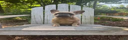 French Bulldog dogs for sale: French Bulldog 1 - Ad 1