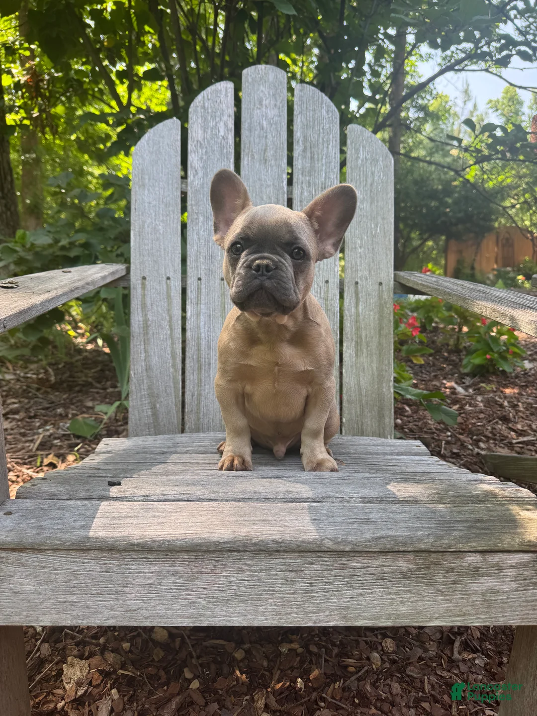 French Bulldog dogs for sale: French Bulldog 1 - Ad 1