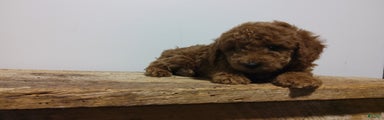 Miniature Poodle Puppy 2