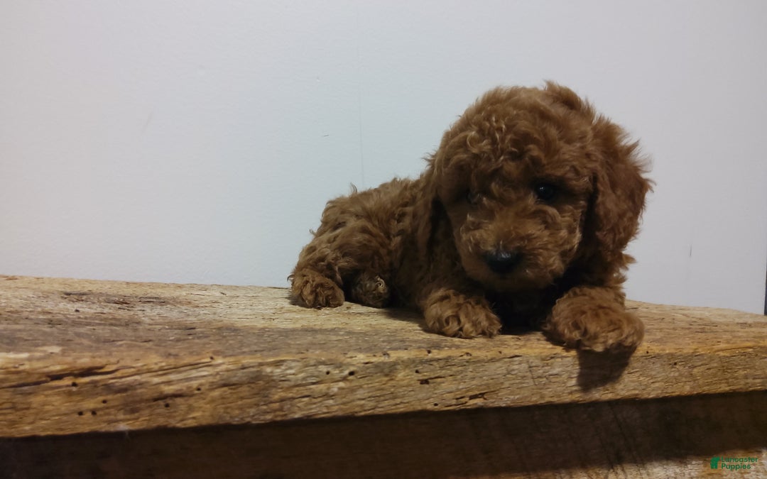 Miniature Poodle dogs for sale: Miniature Poodle Puppy 2 - Ad 1
