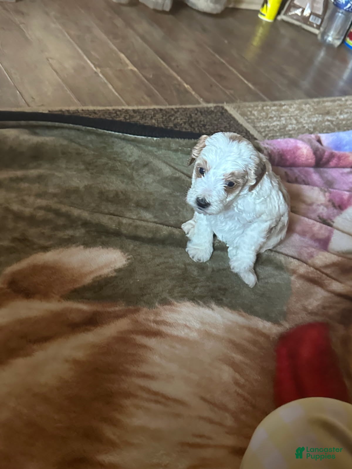 Mini Goldendoodle dogs Aaron - Ad 2