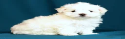 Maltese dogs for sale: Angie - Ad 4