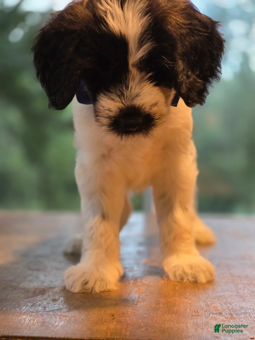 Goldendoodle dogs for sale: Milky - Ad 2