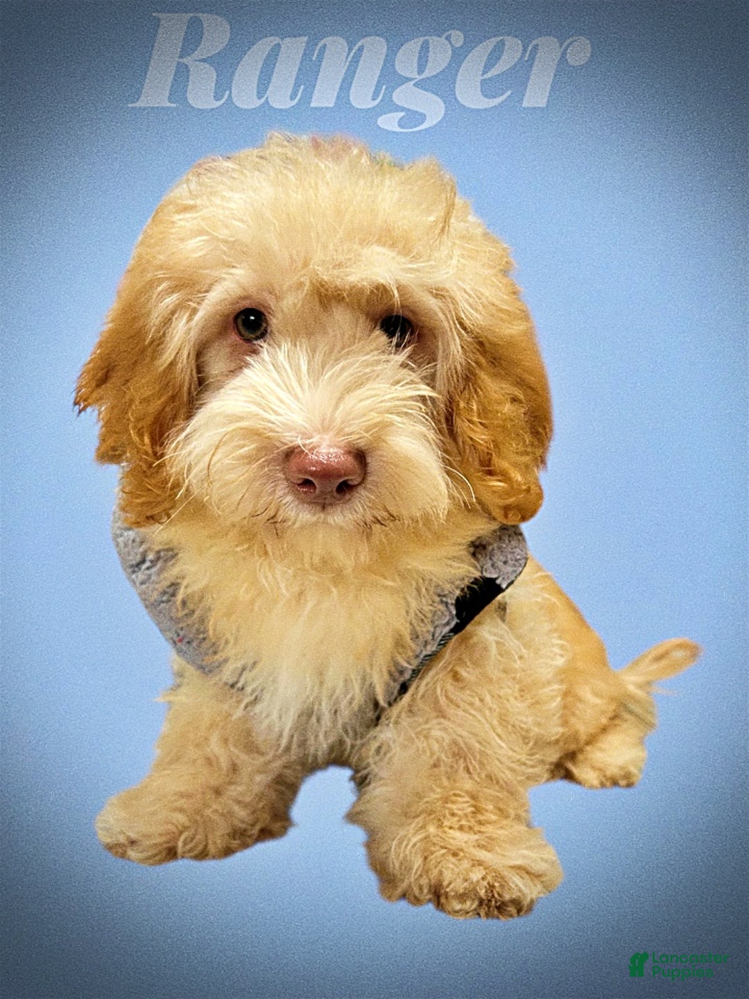 Havapoo dogs for sale: Ranger - Ad 17