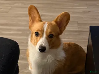 Welsh Corgi Pembroke dogs Welsh Corgi Pembroke Puppy 1 - Ad 9