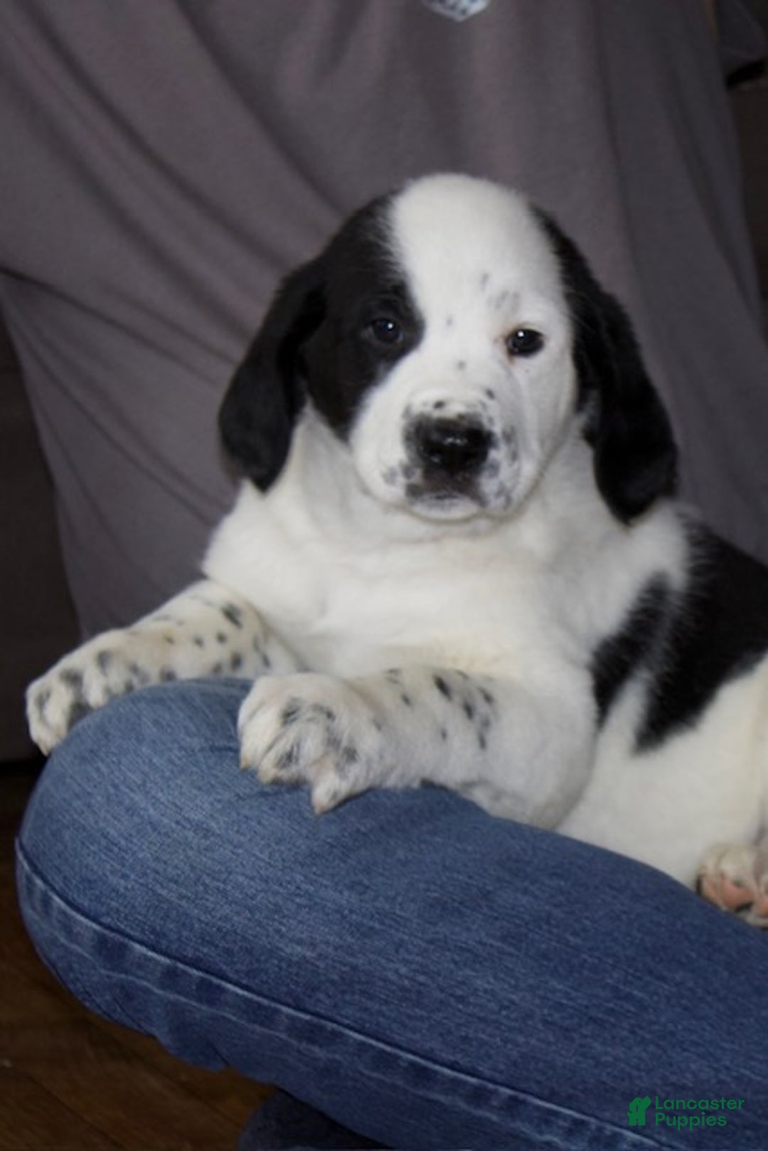 Mixed Breed dogs for sale: Charlie - Ad 4