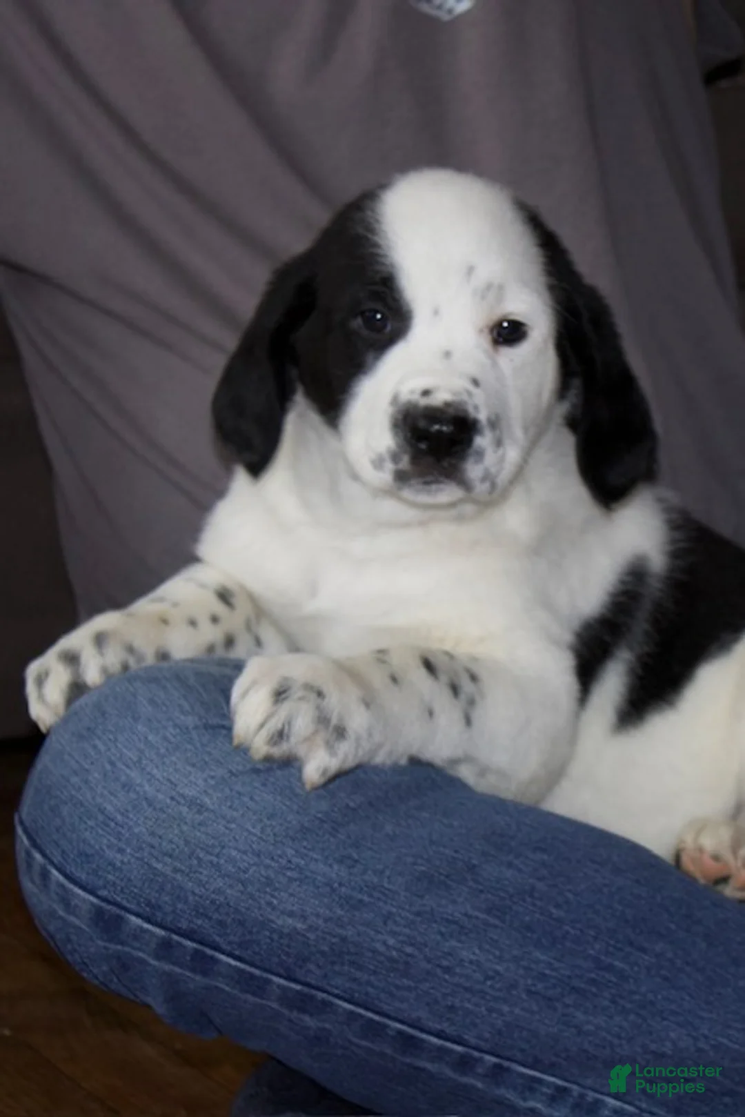 Mixed Breed dogs for sale: Daisy - Ad 4