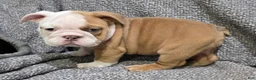 English Bulldog dogs for sale: Bobbi - Ad 5
