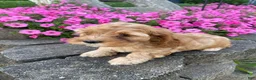 Mixed Breed dogs for sale: Gus - Ad 11