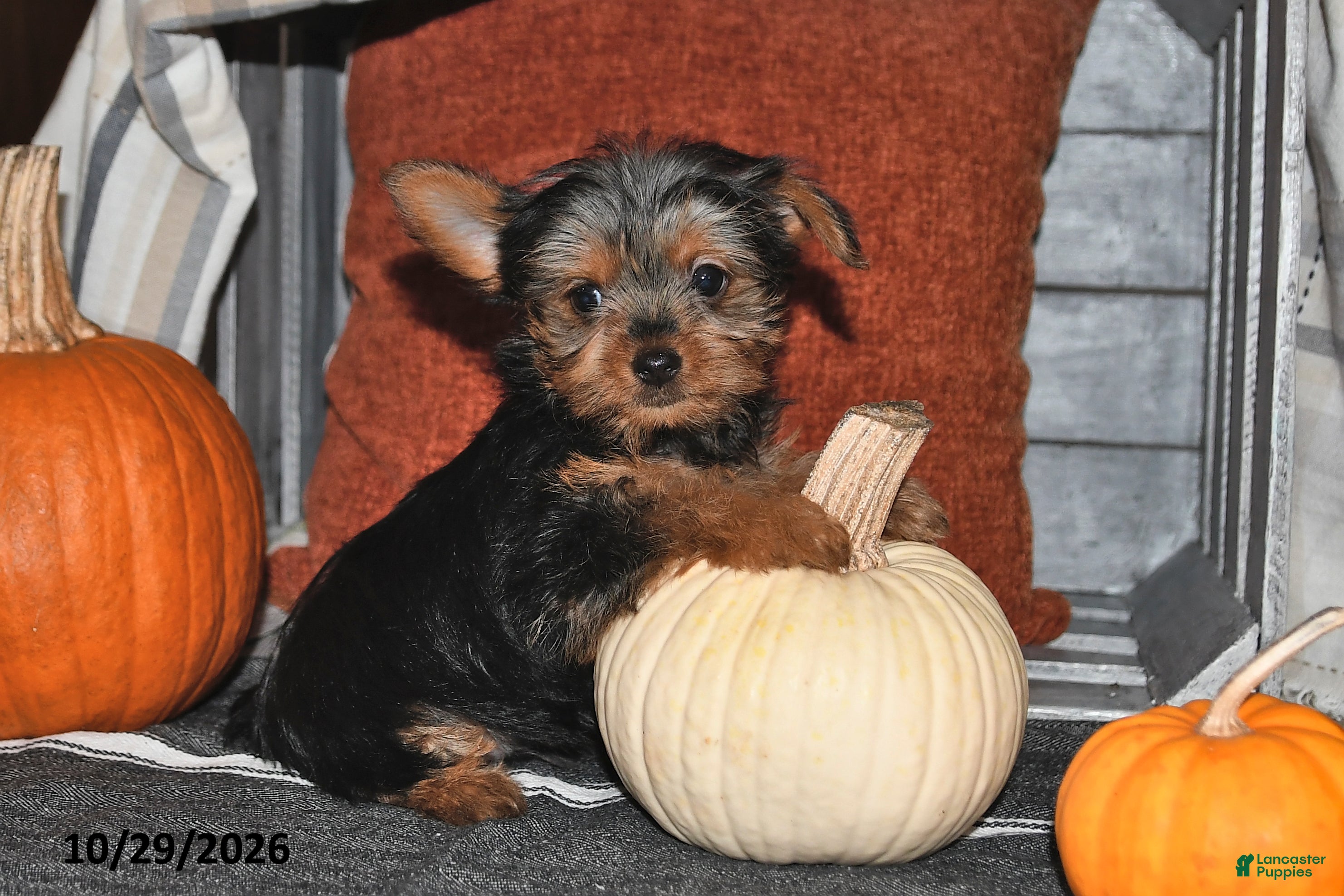 Yorkshire Terrier dogs for sale: Ralph - Ad 2