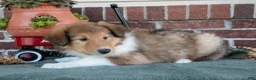 Collie dogs for sale: Ally - Ad 3