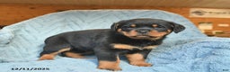 Rottweiler dogs for sale: Rose  - Ad 2