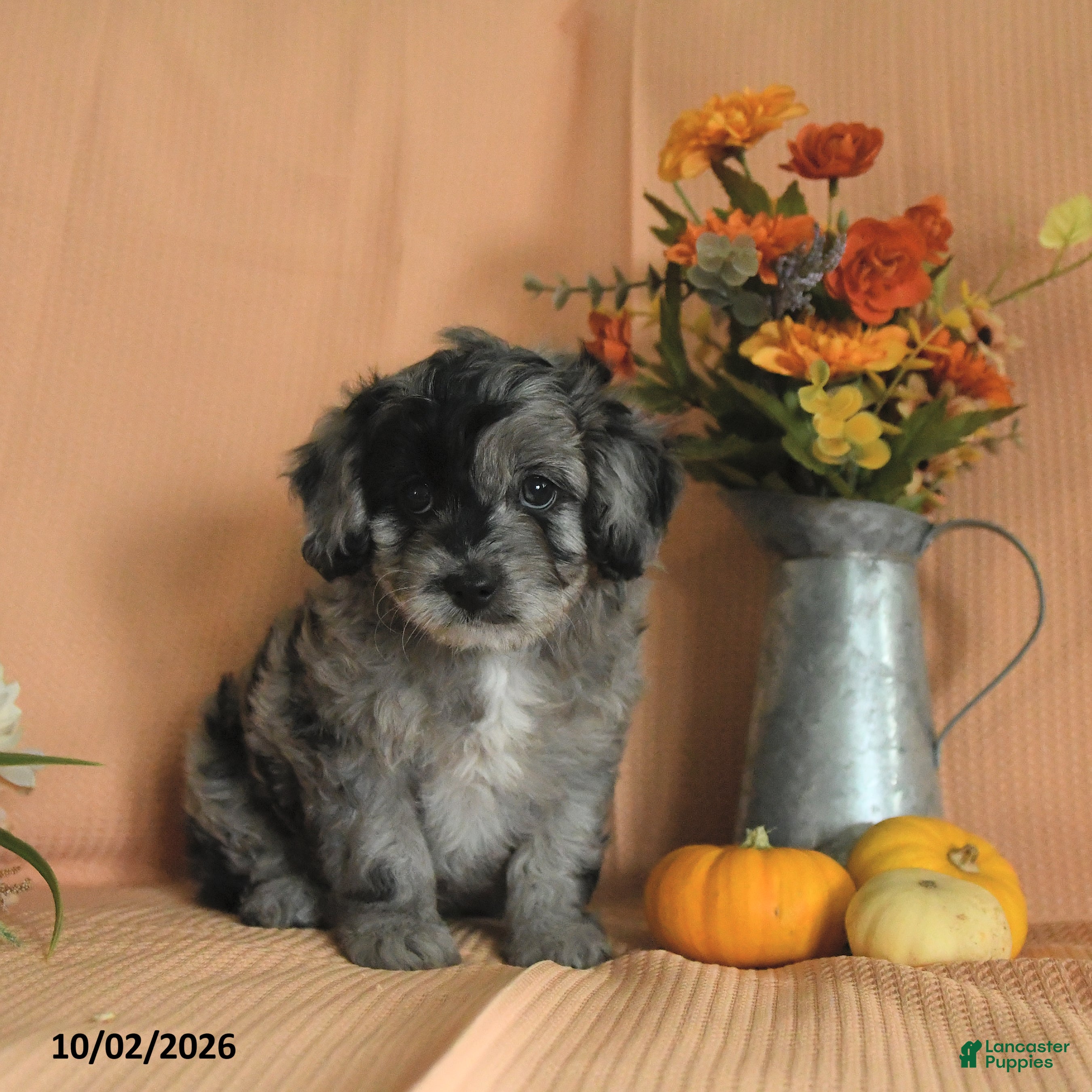 Mini Aussiedoodle dogs Louie - Ad 2