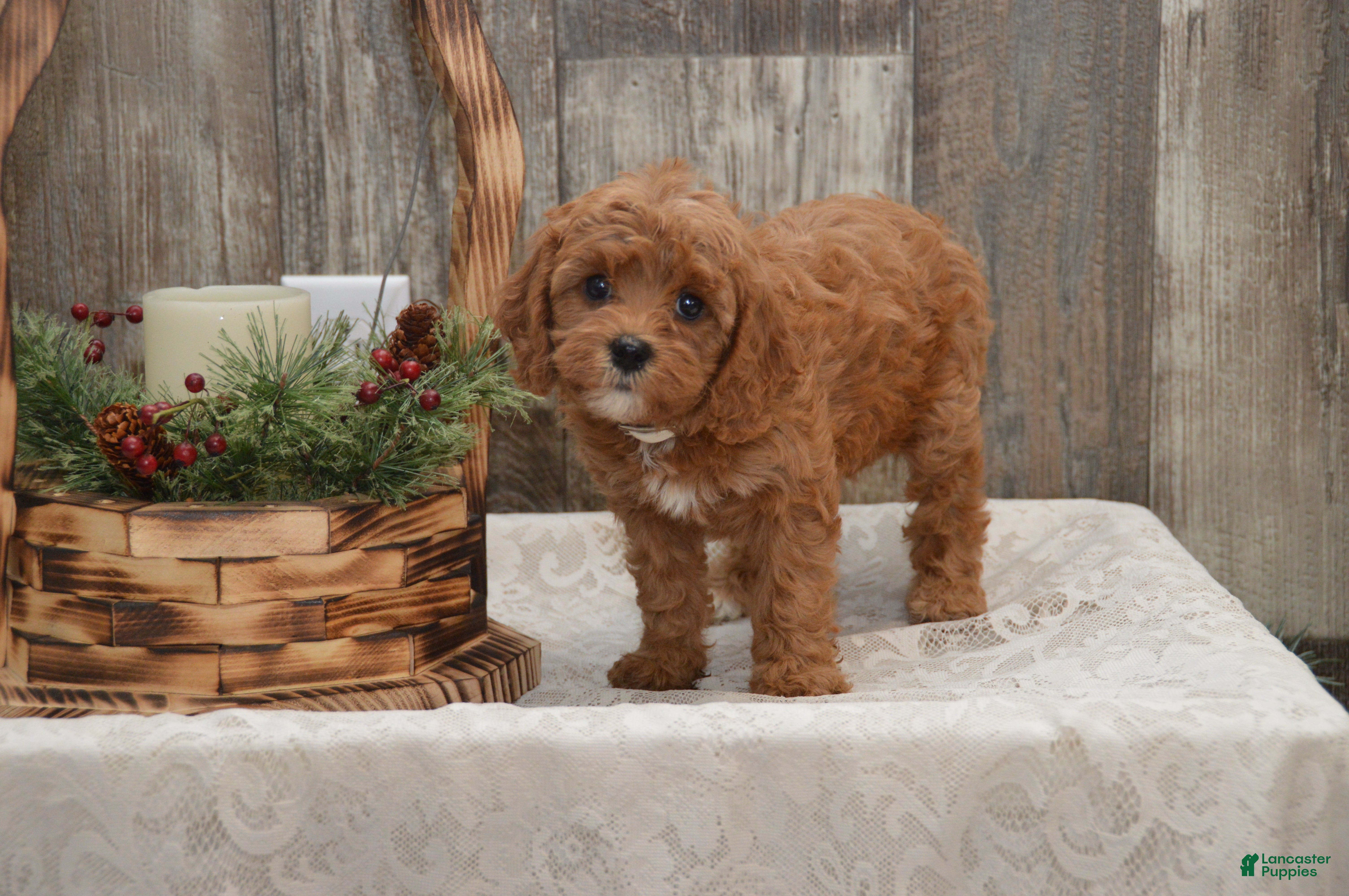 Cavapoo dogs Kimmy - Ad 6