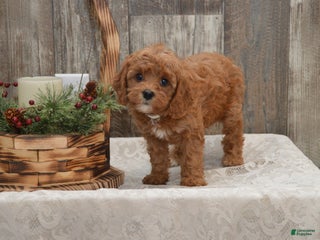 Cavapoo dogs Kimmy - Ad 1