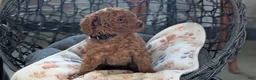 Toy Poodle dogs for sale: Willie - Ad 8