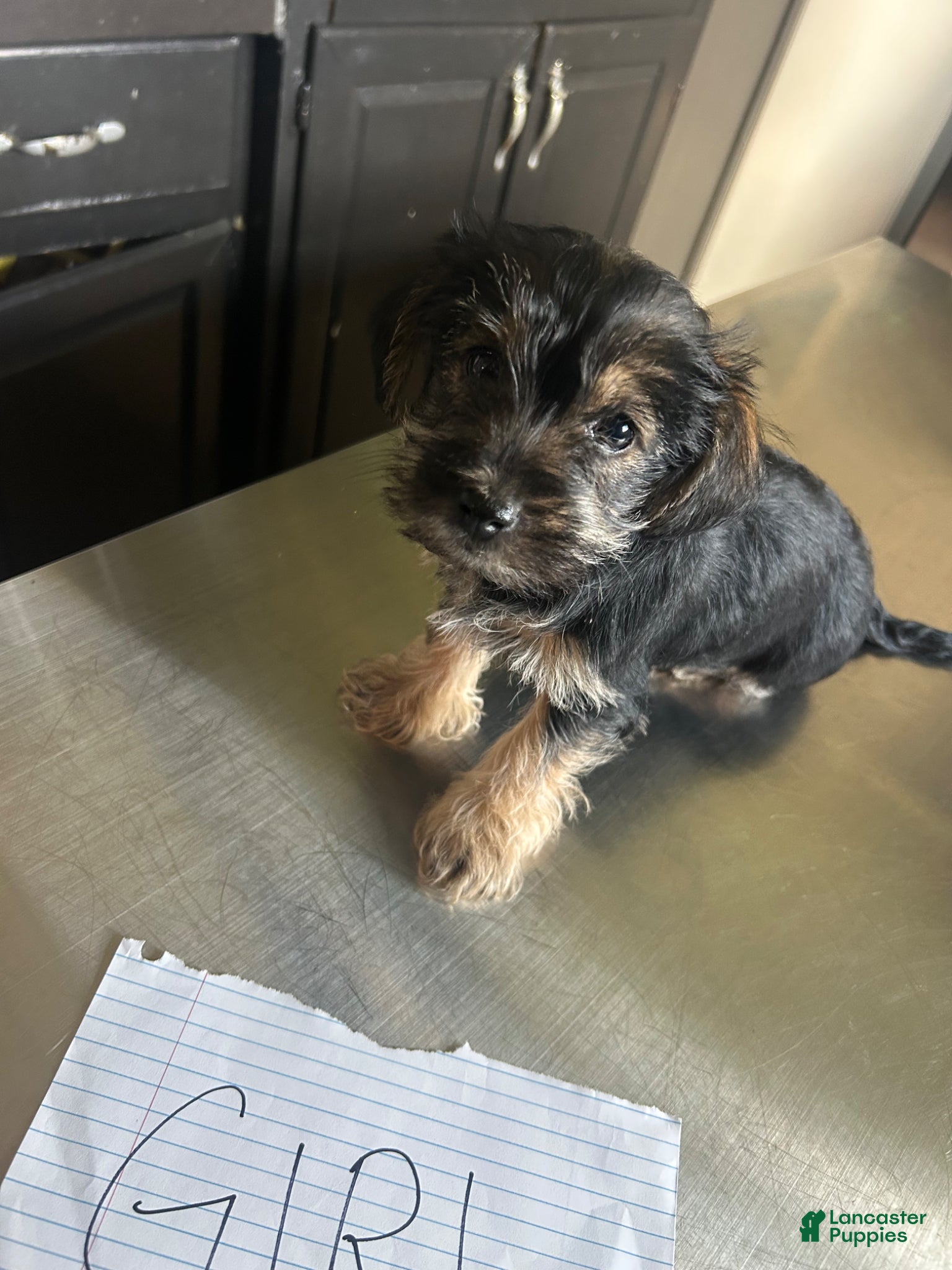 Mixed Breed dogs Mixed Breed Puppy 3 - Ad 19