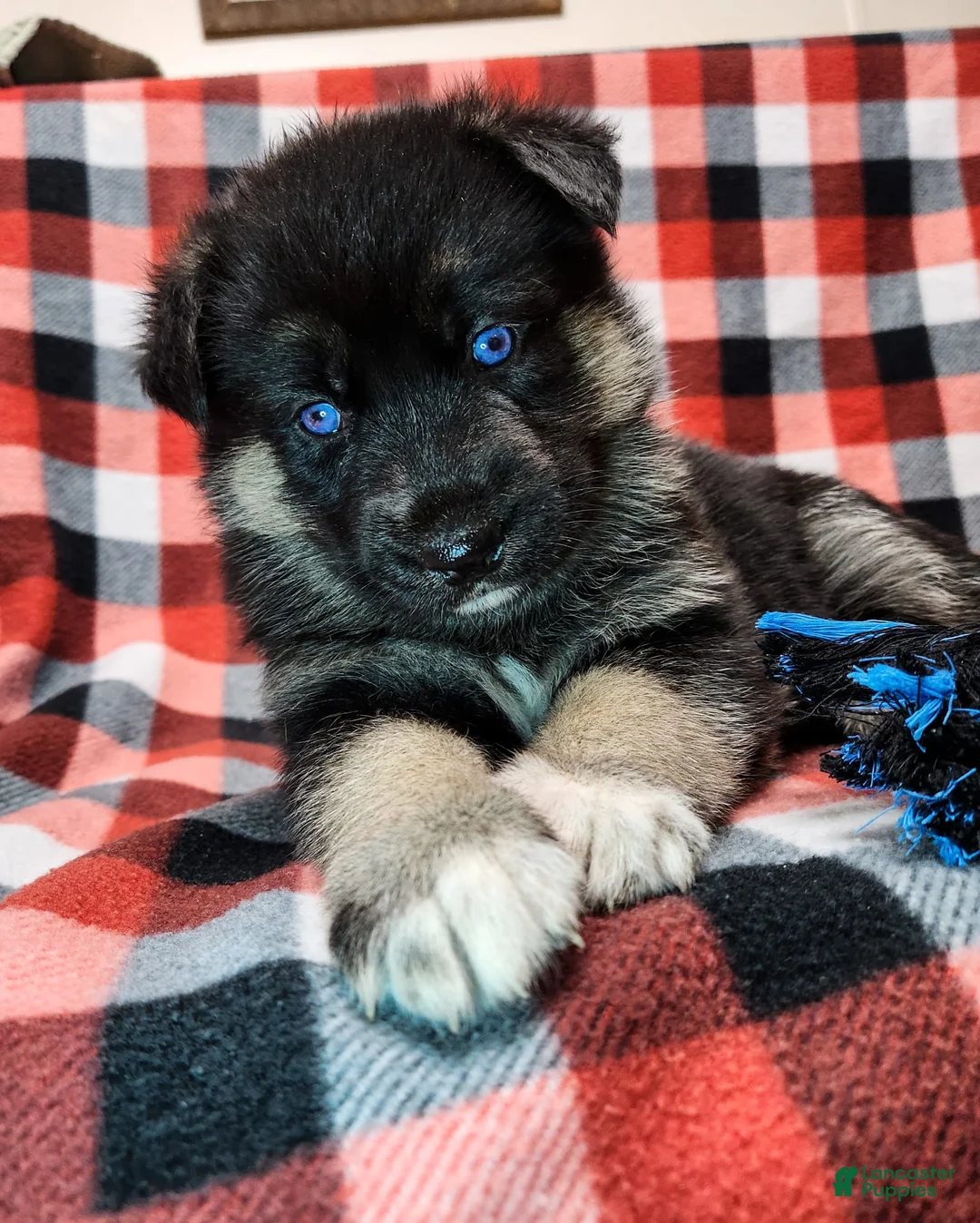 Gallery Image {{count}}